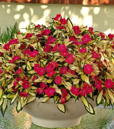 New Guinea Impatiens SunPatiens® Compact Tropical Rose